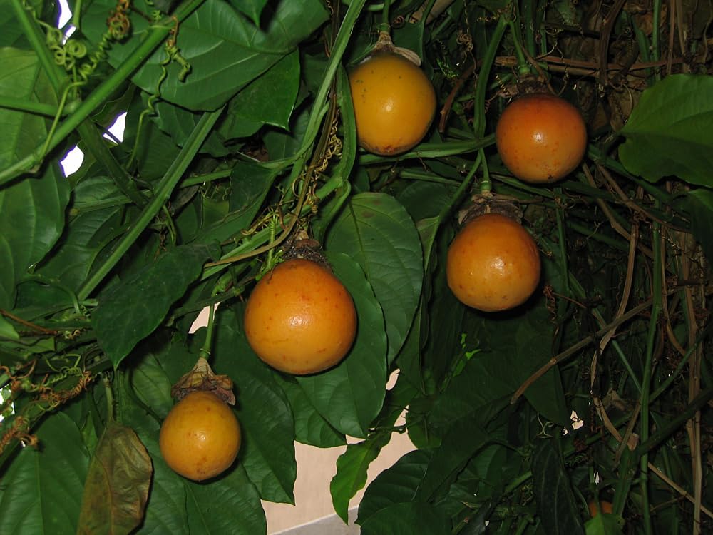 Passiflora Alata Fruit Seeds for Planting