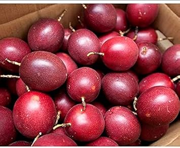 Passiflora Edulis Passion Fruit Seeds for Planting