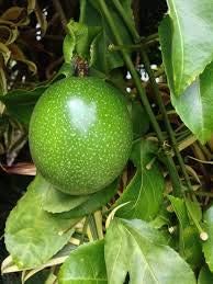 Passiflora Edulis Passion Fruit Seeds for Planting
