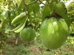Passion Fruit Seed Collection for Planting | Heirloom Non-GMO Organic Garden Seeds for Tangy Harvest