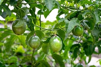 Passion Fruit Seed Collection for Planting | Heirloom Non-GMO Organic Garden Seeds for Tangy Harvest