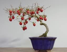 Passion Fruit Seeds