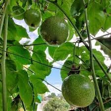 Passion Fruit Seeds