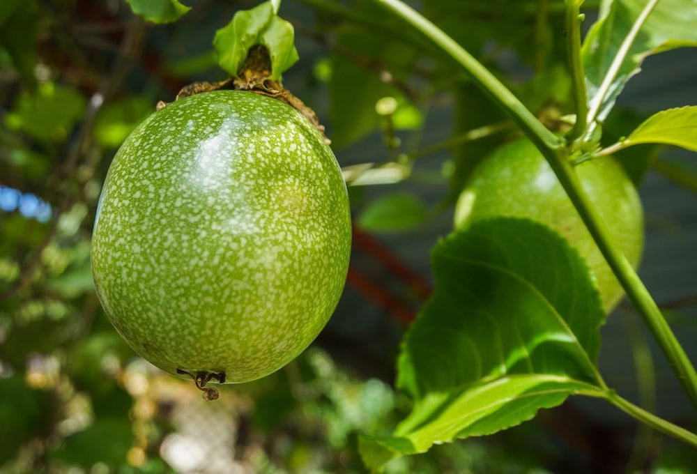 Passion Fruit Seeds