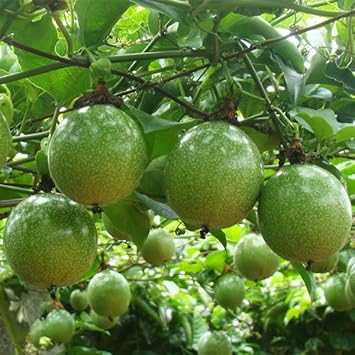 Passion Fruit Seeds