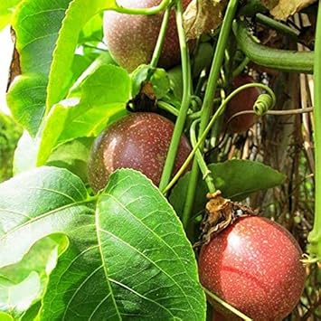 Passion Fruit Seeds for Planting