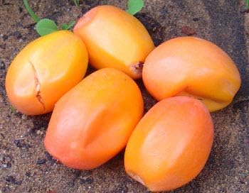 Passion Fruit Seeds for Planting