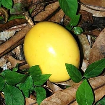 Passion Fruit Seeds for Planting
