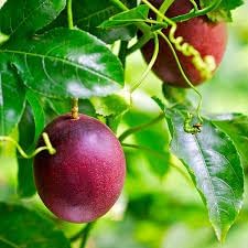 Passion Fruit Seeds for Planting | Heirloom Non-GMO Organic Seeds for Tangy, Refreshing Fruit Vines