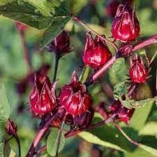 Passion Fruit Seeds for Planting | Heirloom Non-GMO Organic Seeds for Tangy, Refreshing Fruits