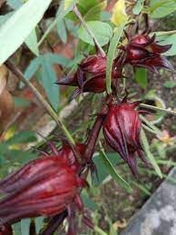Passion Fruit Seeds for Planting | Heirloom Non-GMO Organic Seeds for Tangy, Refreshing Fruits