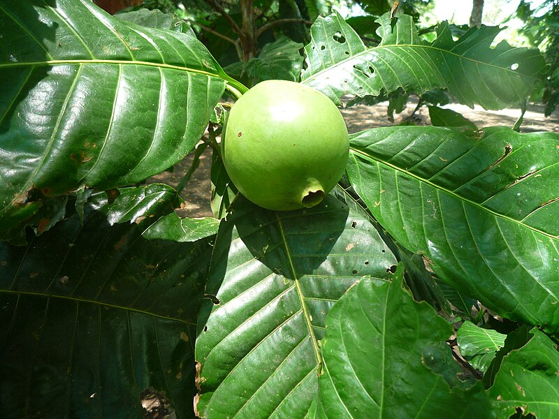 Patinoi Borojoa Seeds