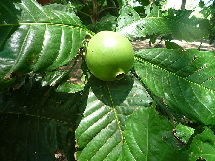 Patinoi Borojoa Seeds