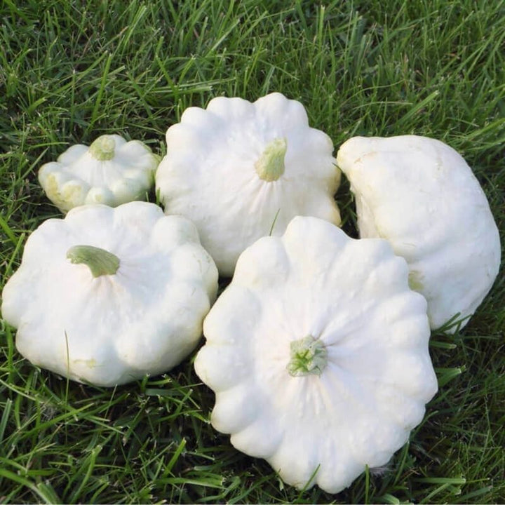 Squash Patisson White Vegetable Seeds for Planting - Heirloom Non-GMO Organic Garden Seeds High Germination