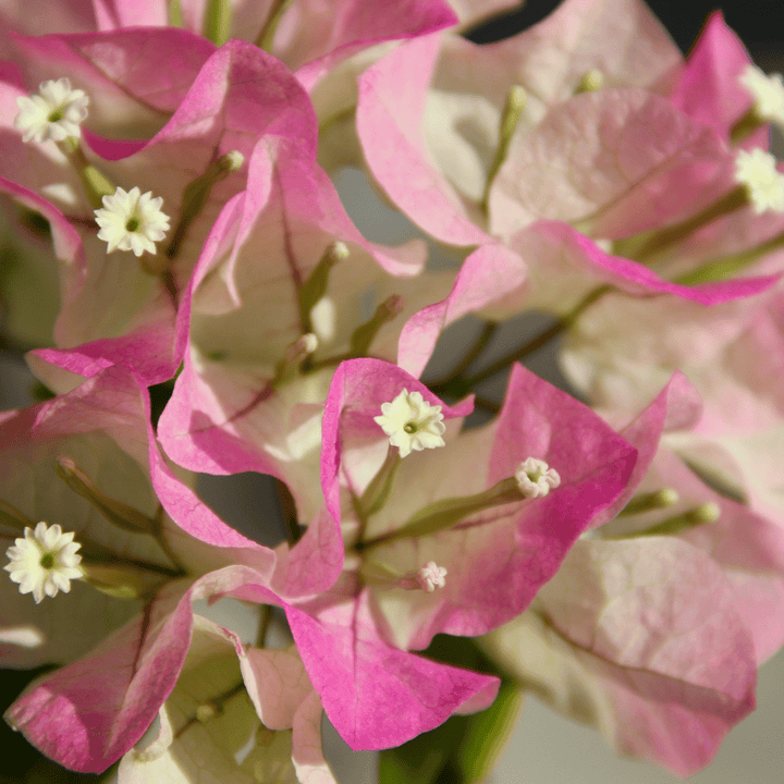 Climbing Bougainvillea Flower Seeds for Planting - 100 pcs