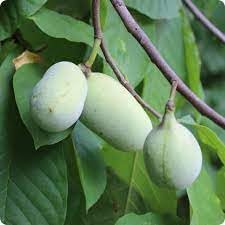 Paw Fruit Seeds Pack for Planting