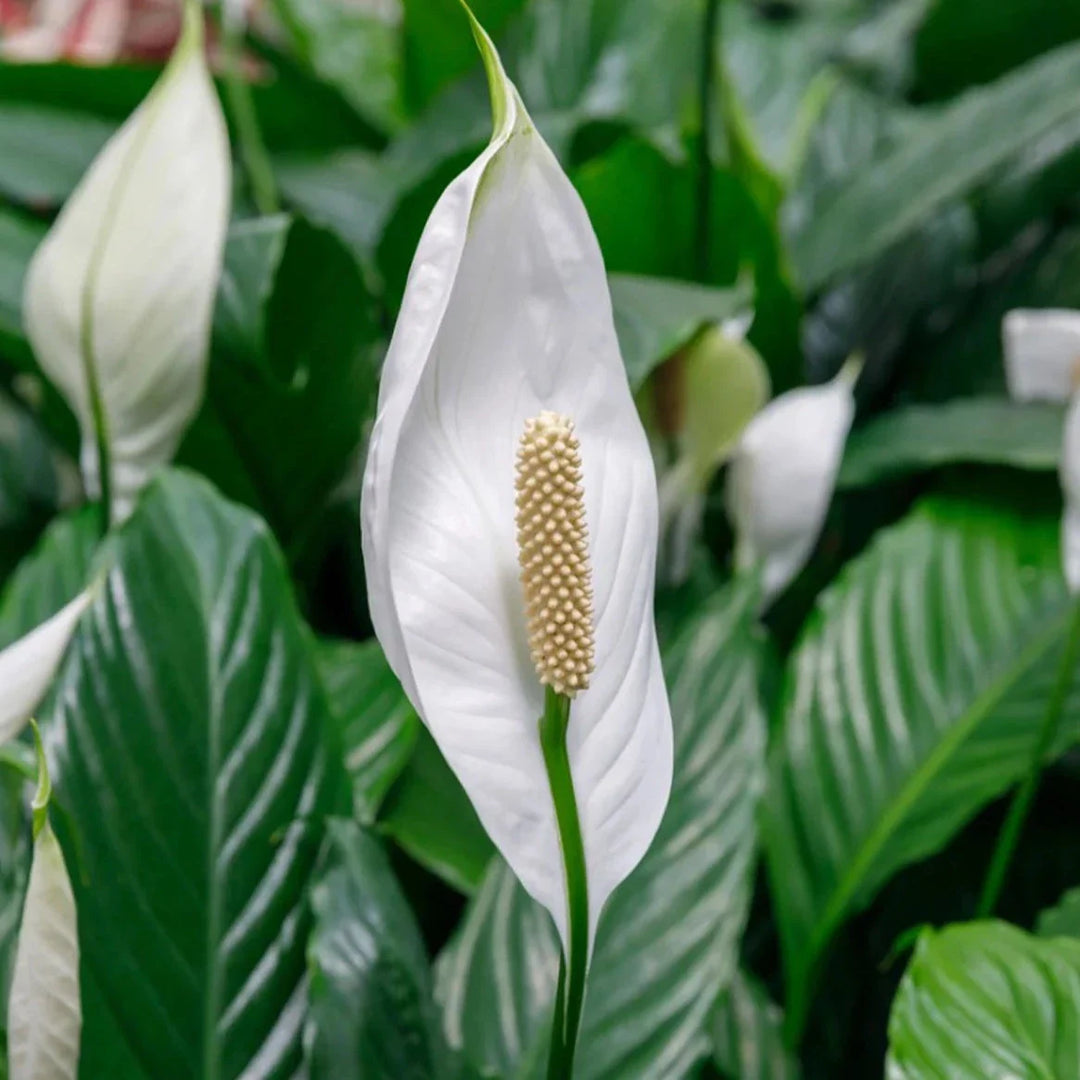 Spathiphyllum Peace Lily Blomsterfrø til udplantning 100 stk