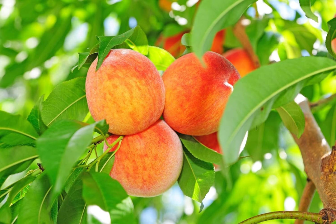 Peach Red Yellow Fruit Seeds for Planting