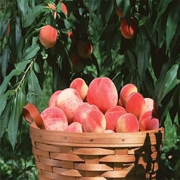 Peach Red Yellow Fruit Seeds for Planting
