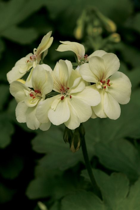 Geranium Flower Seeds for Planting, Green, 100 pcs