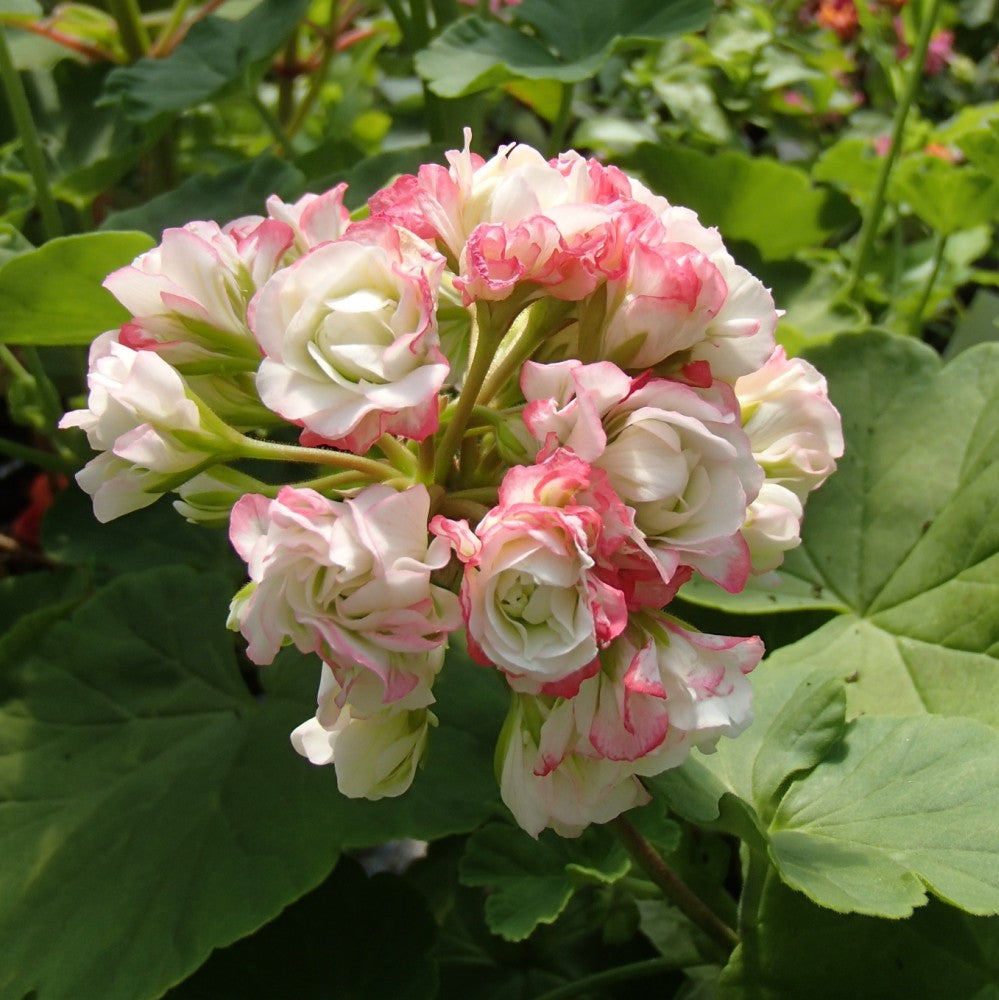 Geranium Pelargonium Seeds for Planting - White & Pink 100 pcs