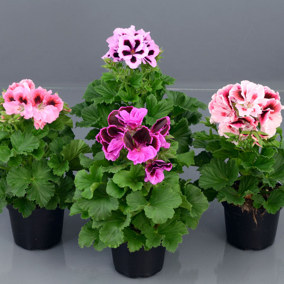 red geranium flower seeds