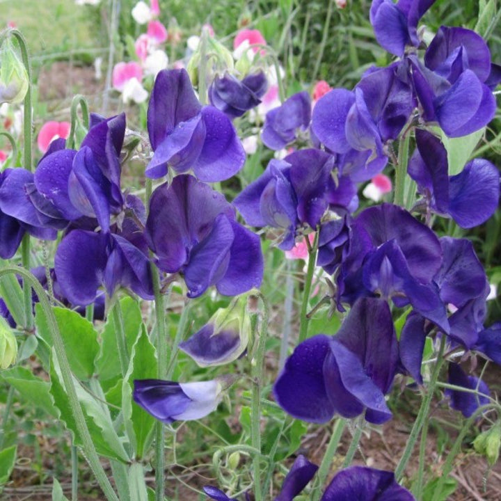 Blue Sweet Pea Flower Seeds for Planting – Fragrant Heirloom Non-GMO Seeds