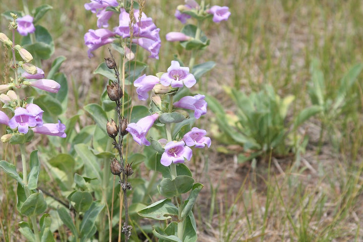 Heirloom Penstemon Grandiflorus Flower Seeds for Planting – Non-GMO, High Germination, Organic Garden Seeds