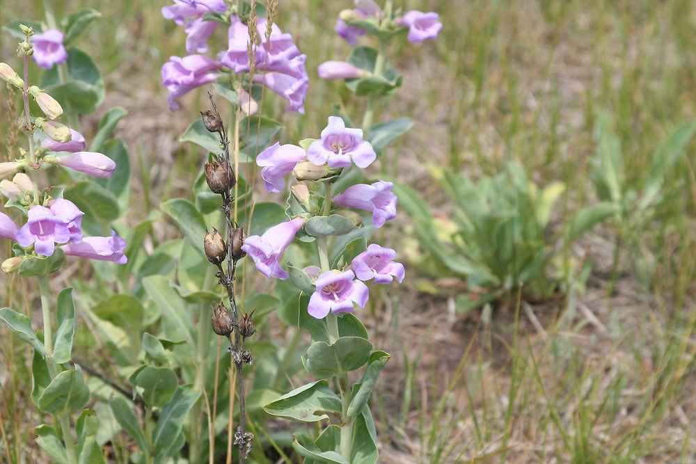 heirloom penstemon flower seeds