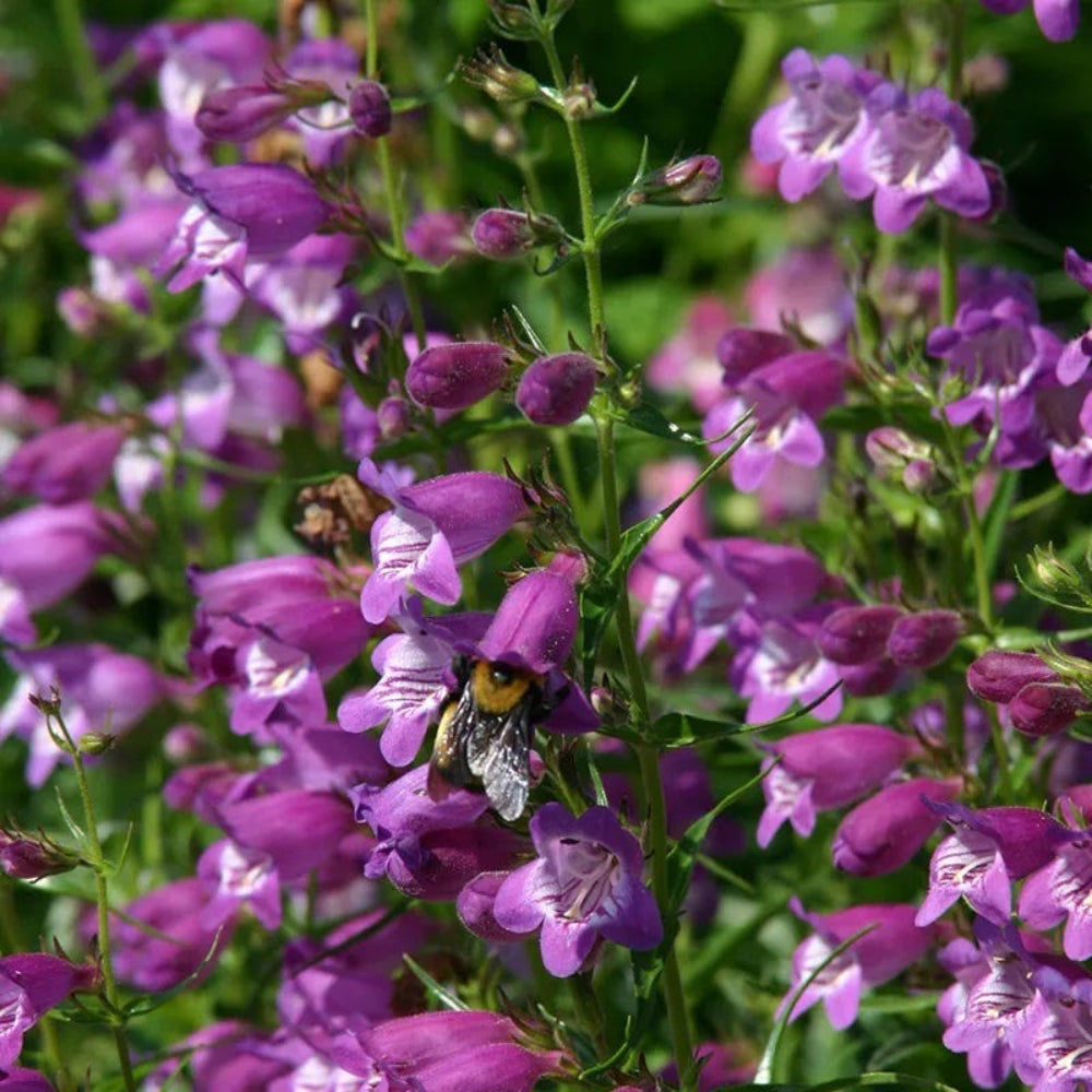 purple mexicali flower seeds