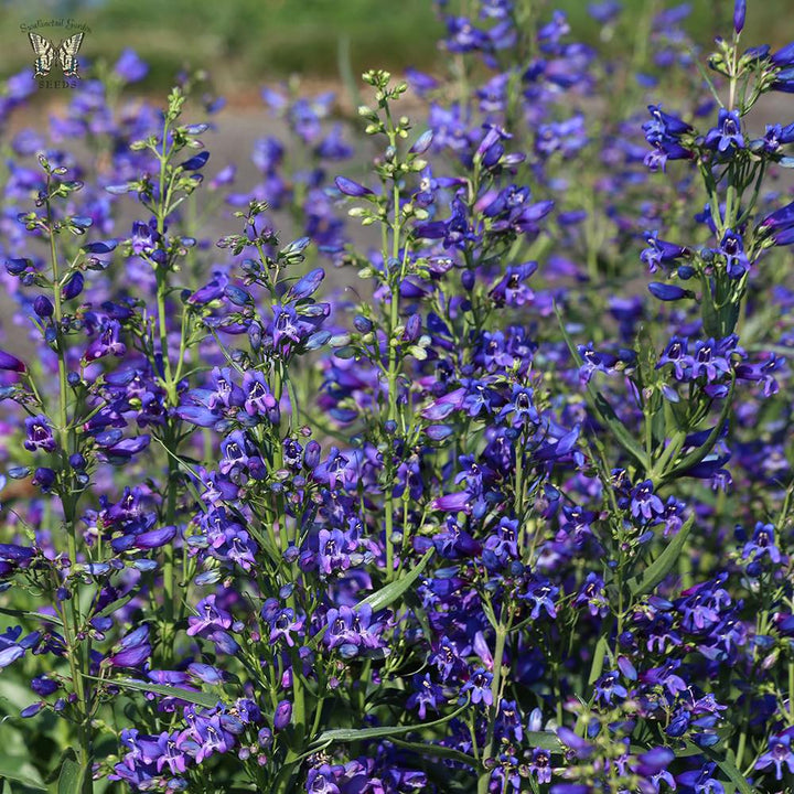 Blå Penstemon blomsterfrø til plantning - 100 stk