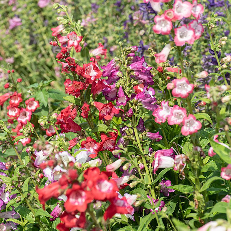 organic heirloom flower seeds