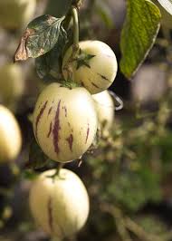 Pepino Dulce Melon Seeds