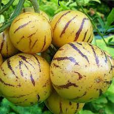 Pepino Melon Pear (Solanum Muricatum) Fruit Seeds for Planting