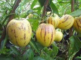 Pepino Melon Pear (Solanum Muricatum) Fruit Seeds for Planting