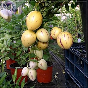 Pepino Melon Pear (Solanum Muricatum) Fruit Seeds for Planting