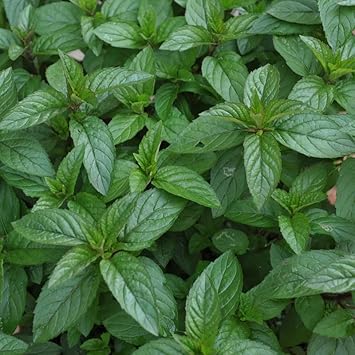 Peppermint Plant Seeds for Planting