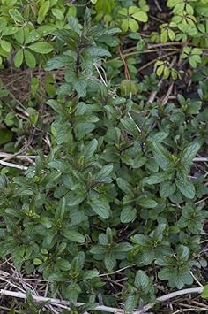 Peppermint Plant Seeds for Planting