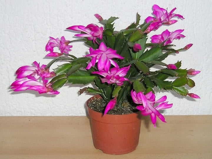 Mixed Schlumbergera Flower Seeds – Heirloom Non-GMO Seeds for Planting