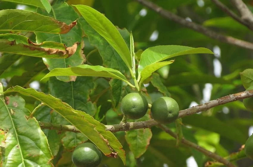 Rudraksha plantefrø til plantning 100 stk