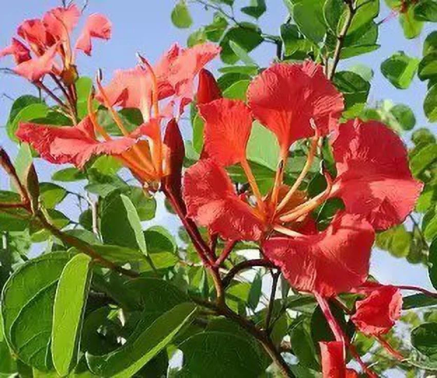Red Bauhinia Flower Seeds for Planting