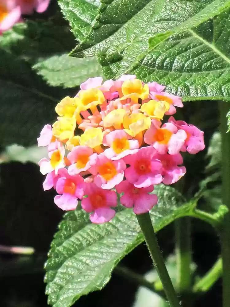 heirloom non flower seeds