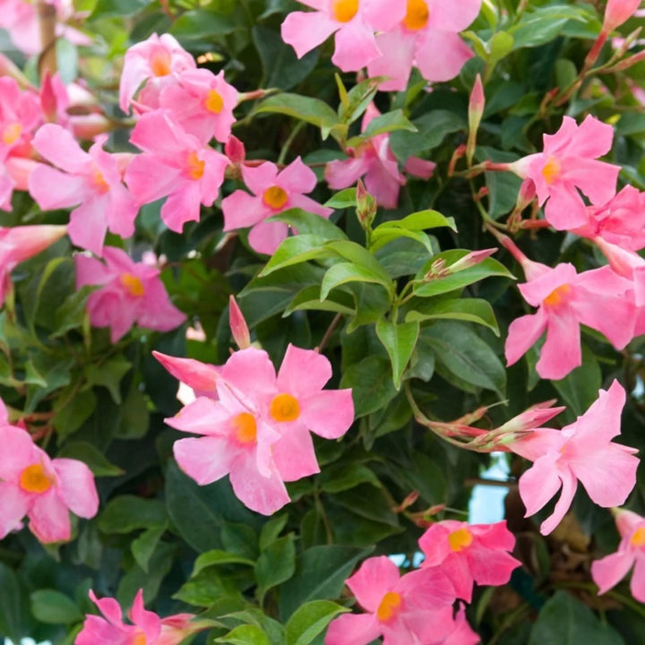 Mandevilla Sanderi Pink White Flower Seeds for Planting - Beautiful Flowers for Home Garden, Heirloom Seeds