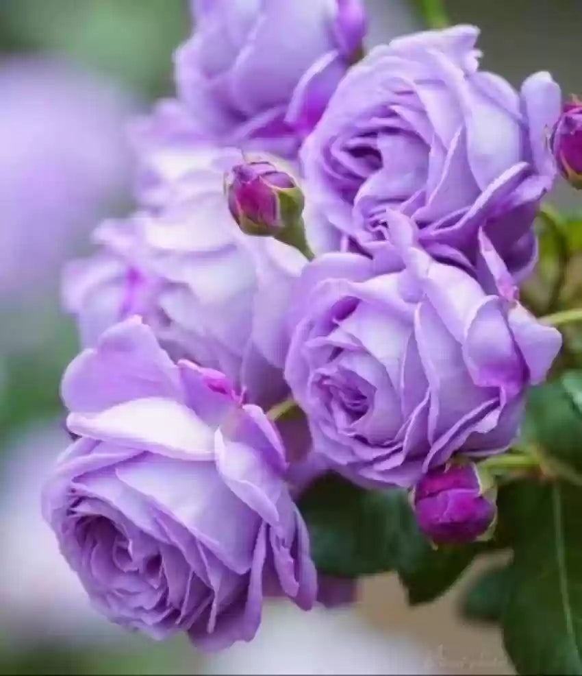 Fresh Rose Tree Flower Seeds for Planting, Violet 100 pcs