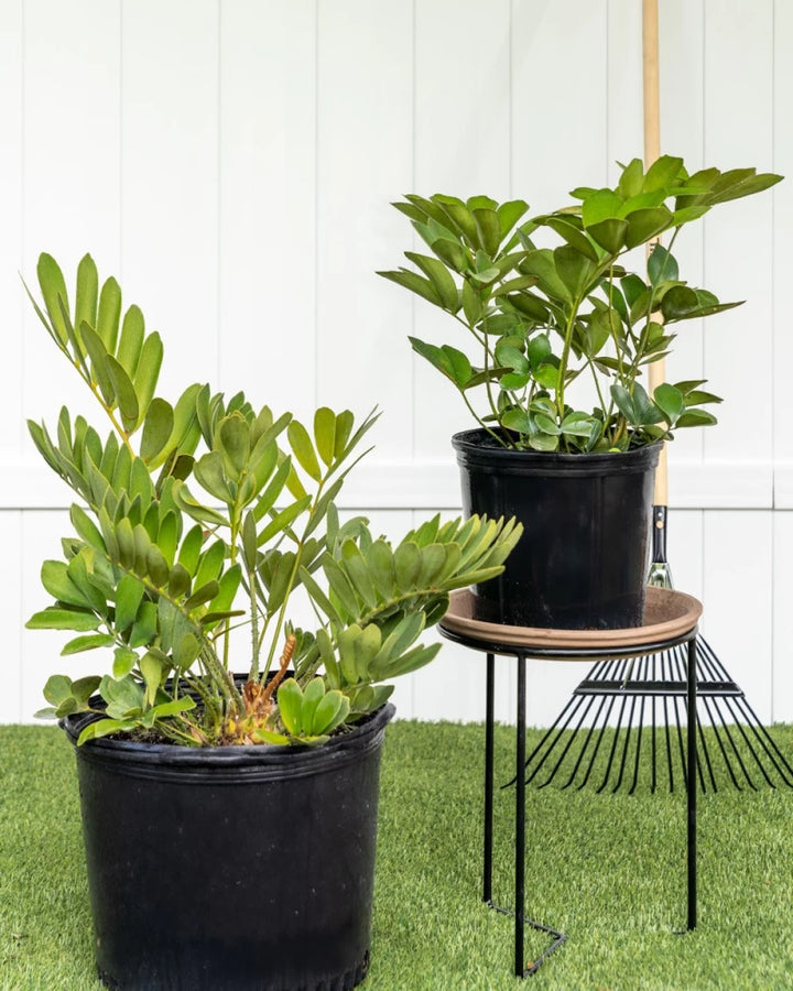 Heirloom Green Zamia Plant Seeds for Planting – Non-GMO, High Germination Organic Indoor Foliage Garden Seeds