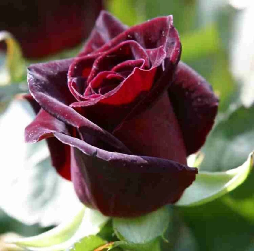 Rose Flower Seeds for Planting Maroon Red 100 pcs