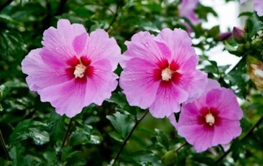 Sharon Hibiscus Flower Seeds for Planting – Heirloom Non-GMO Flower Seeds | High Germination