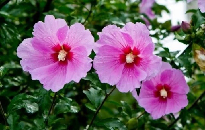 Sharon Hibiscus Flower Seeds for Planting – Heirloom Non-GMO Flower Seeds | High Germination