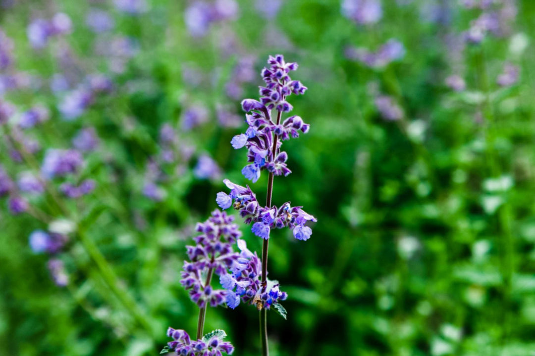 Blå kattemynteplantefrø til duftende urte- og blomsterhaver 100 stk