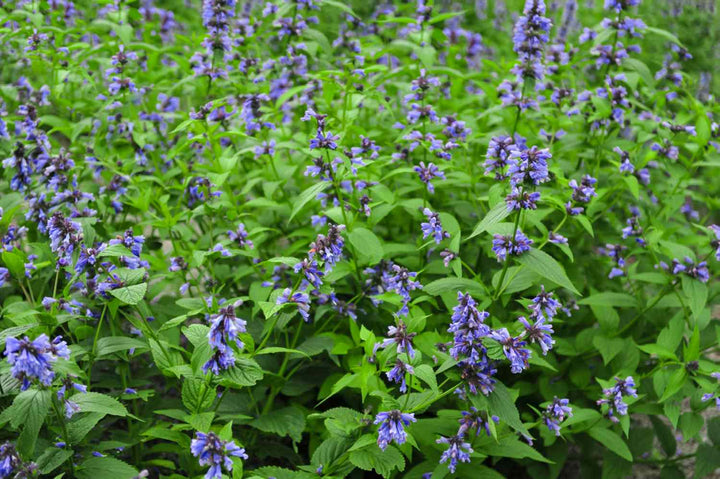 Blue Catmint Plant Seeds for Fragrant Herb and Flower Gardens